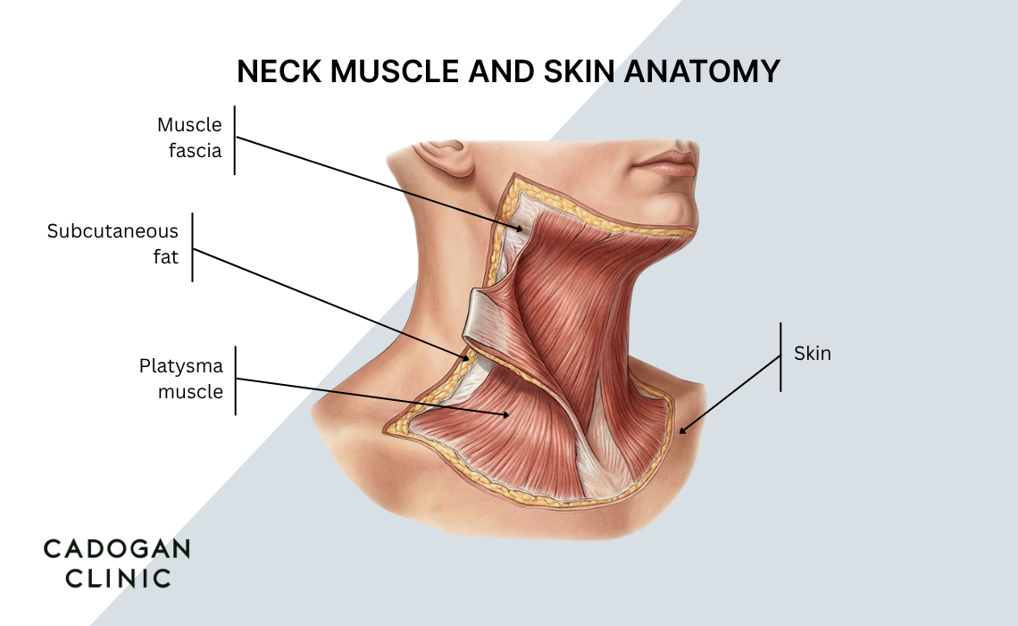 An infographic showing the difference between a cleft chin and a pebble chin